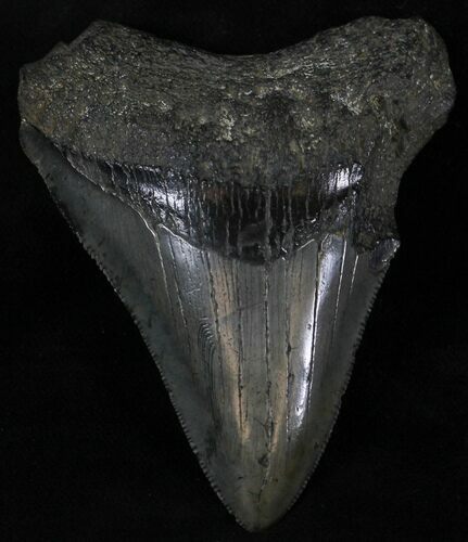 Bargain Megalodon Tooth - Serrated #25696